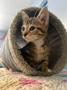Beau -  Domestic Short Hair Cat for Adoption in Lovingston, Virginia - Beau | PetCurious