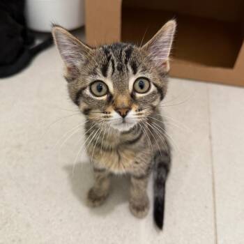 Hailey -  Domestic Short Hair Cat for Adoption in Wheeling, Illinois - Hailey | PetCurious