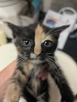 CHINCHILLA -  Domestic Short Hair Cat for Adoption in Sacramento, California - CHINCHILLA | PetCurious
