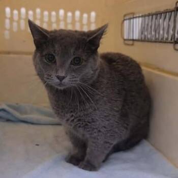 Domestic Short Hair Cats Available for Adoption - Cryptmachine | PetCurious