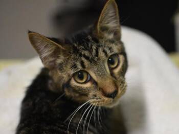 Jack -  Domestic Short Hair Cat for Adoption in Portland, Oregon - Jack | PetCurious