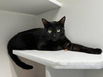 Domestic Short Hair Cats Available for Adoption in West Chester, Pennsylvania - Onyx | PetCurious