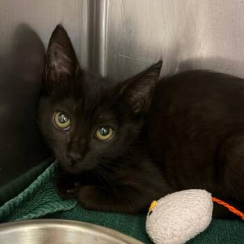 Pinto -  Domestic Short Hair Cat for Adoption in Nashville, Tennessee - Pinto | PetCurious