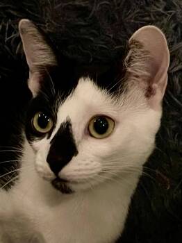Poptart -  Domestic Short Hair Cat for Adoption in Oakland, California - Poptart | PetCurious