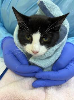 Maura -  Domestic Short Hair Cat for Adoption in Raleigh, North Carolina - Maura | PetCurious