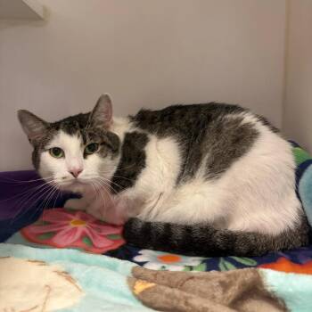 Odysseus -  Domestic Short Hair Cat for Adoption in Oak Brook, Illinois - Odysseus | PetCurious