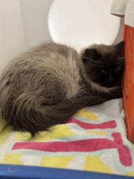 Jasmine -  Siamese and Domestic Short Hair Cat for Adoption in New Hope, Pennsylvania - Jasmine | PetCurious