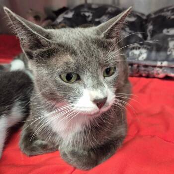 Hazy -  Domestic Short Hair Cat for Adoption in Kingman, Kansas - Hazy | PetCurious