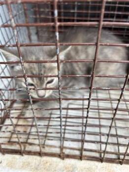 Domestic Short Hair Cats Available for Adoption in Houston, Texas - A655647 | PetCurious