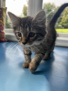 Tiny -  Domestic Long Hair Cat for Adoption in Gaithersburg, Maryland - Tiny | PetCurious