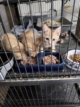 Windsor -  Domestic Short Hair Cat for Adoption in Trenton, New Jersey - Windsor | PetCurious