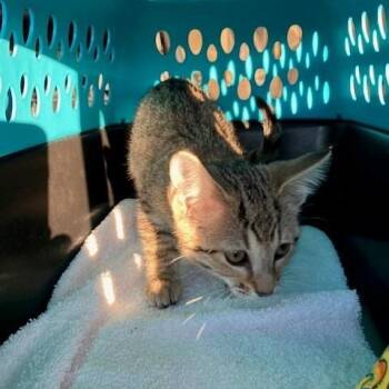 Duchess - Chow Hound Northland -  Domestic Short Hair Cat for Adoption in Grand Rapids, Michigan - Duchess - Chow Hound Northland | PetCurious