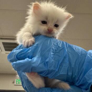 Domestic Long Hair Cats Available for Adoption in Columbiana, Alabama - Queenie T | PetCurious