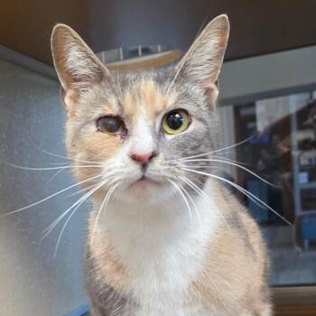 Adventurine -  Domestic Short Hair Cat for Adoption in Chatham, Virginia - Adventurine | PetCurious