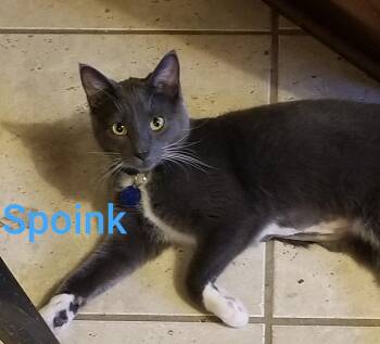 Domestic Short Hair Cats Available for Adoption - Spoink | PetCurious