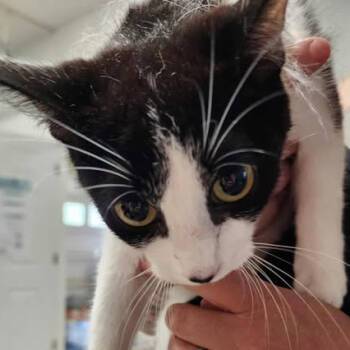 Rescue Domestic Short Hair Cats for Adoption in Fredericksburg, Virginia - Sugarcult | PetCurious