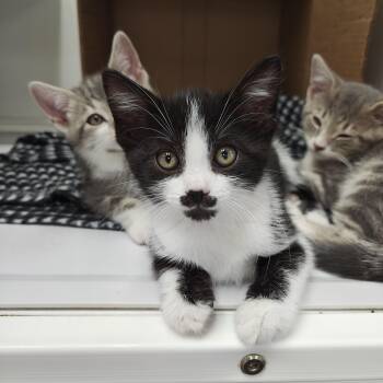 Annie -  Domestic Short Hair Cat for Adoption in Oconto, Wisconsin - Annie | PetCurious