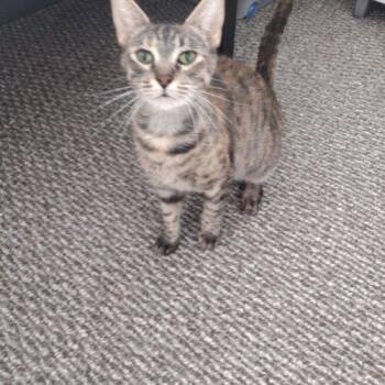 Stella -  Domestic Short Hair Cat for Adoption in Tampa, Florida - Stella | PetCurious