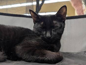 Rescue Domestic Short Hair Cats for Adoption in Honolulu, Hawaii - Bowie | PetCurious