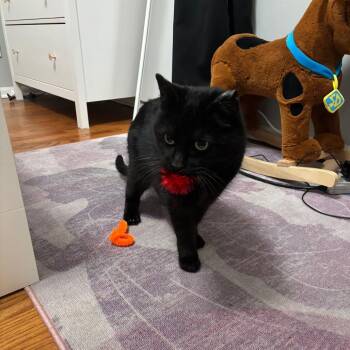 London -  Domestic Short Hair Cat for Adoption in Chicago, Illinois - London | PetCurious