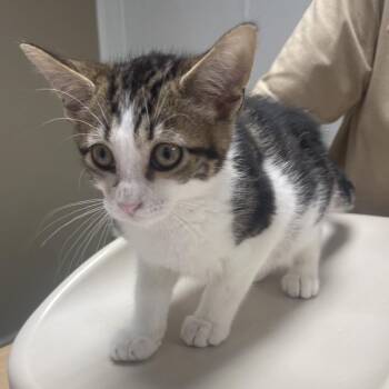 Elvis -  Domestic Short Hair Cat for Adoption in Canton, Illinois - Elvis | PetCurious