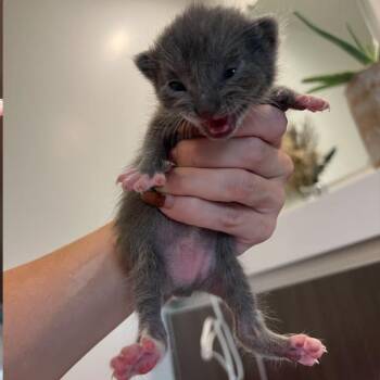 Rocky -  Domestic Short Hair Cat for Adoption in Los Angeles, California - Rocky | PetCurious