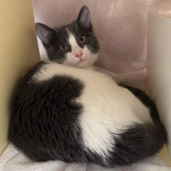 Domestic Short Hair Cats Available for Adoption - Tapenade | PetCurious