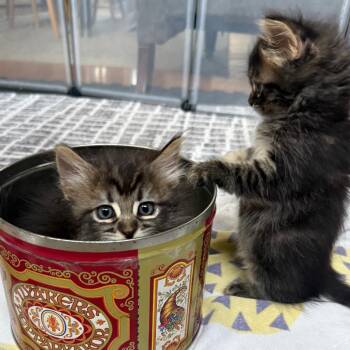 Sage -  Domestic Short Hair Cat for Adoption in Los Angeles, California - Sage | PetCurious