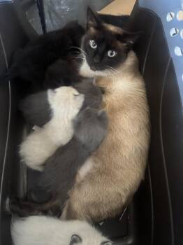 Domestic Short Hair Cats Available for Adoption in Topeka, Kansas - **Cat Cafe** Dolly | PetCurious