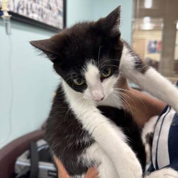 Domestic Short Hair Cats Available for Adoption in Buffalo, New York - Rene | PetCurious