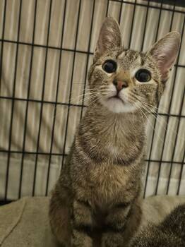 Rescue Domestic Short Hair Cats for Adoption in Burlington, Iowa - Rascle | PetCurious