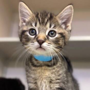 Domestic Short Hair Cats Available for Adoption in Westhampton, New York - Luffy | PetCurious