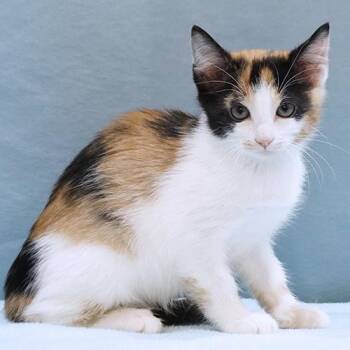 Bonnie -  Calico Cat for Adoption in Maynardville, Tennessee - Bonnie | PetCurious
