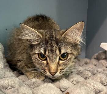 Cove -  Domestic Medium Hair Cat for Adoption in Stratham, New Hampshire - Cove | PetCurious