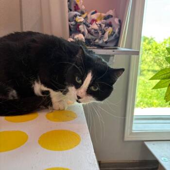Duncan -  Domestic Short Hair and Mixed Breed Cat for Adoption in West Des Moines, Iowa - Duncan | PetCurious