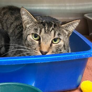 Charlie -  Domestic Short Hair Cat for Adoption in East Hanover, New Jersey - Charlie | PetCurious