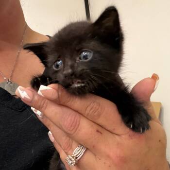 Domestic Short Hair Cats Available for Adoption in Lake Jackson, Texas - Pansy | PetCurious