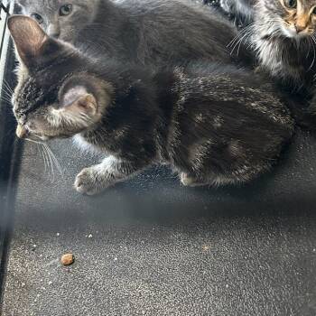 Pepper -  Domestic Short Hair Cat for Adoption in Breese, Illinois - Pepper | PetCurious
