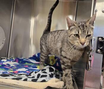 Chirp -  Domestic Short Hair Cat for Adoption in Dickson, Tennessee - Chirp | PetCurious