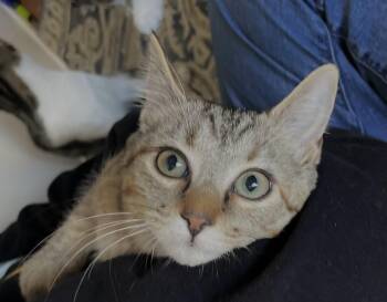 Domestic Short Hair Cats Available for Adoption - Ethel | PetCurious