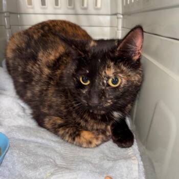 Regalia -  Domestic Short Hair Cat for Adoption in Mt. Juliet, Tennessee - Regalia | PetCurious