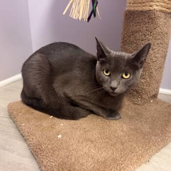 Rescue Tabby Cats for Adoption in East Northport, New York - Duchess | PetCurious