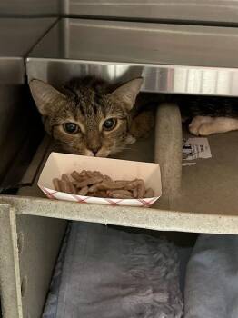 Domestic Short Hair Cats Available for Adoption - A794614 | PetCurious