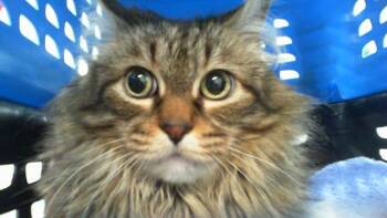 Domestic Long Hair Cats Available for Adoption in Charlotte, North Carolina - BICA | PetCurious