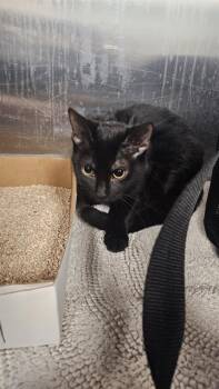 Domestic Short Hair Cats Available for Adoption in Dallas, Texas - EDWARD | PetCurious