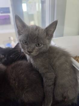 Rescue Domestic Short Hair Cats for Adoption in Fort Worth, Texas - 59801004 | PetCurious