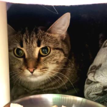 Domestic Long Hair Cats Available for Adoption in Olean, New York - Ozzy | PetCurious