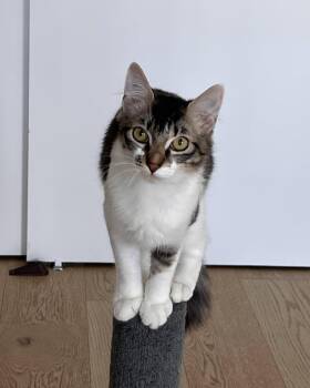Domestic Medium Hair Cats Available for Adoption - Dinah (bonded With Skeeter) | PetCurious