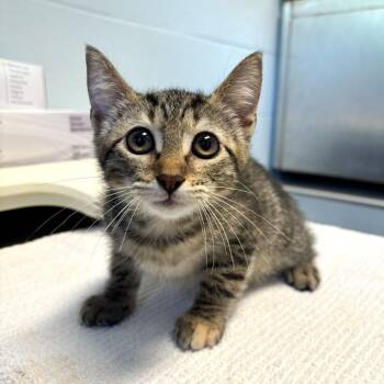 Domestic Short Hair Cats Available for Adoption in Carencro, Louisiana - Bread Pudding | PetCurious