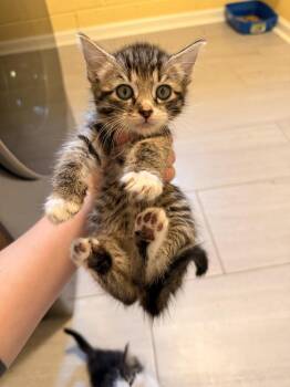 Skimbleshanks -  Domestic Short Hair Cat for Adoption in North Brunswick Township, New Jersey - Skimbleshanks | PetCurious